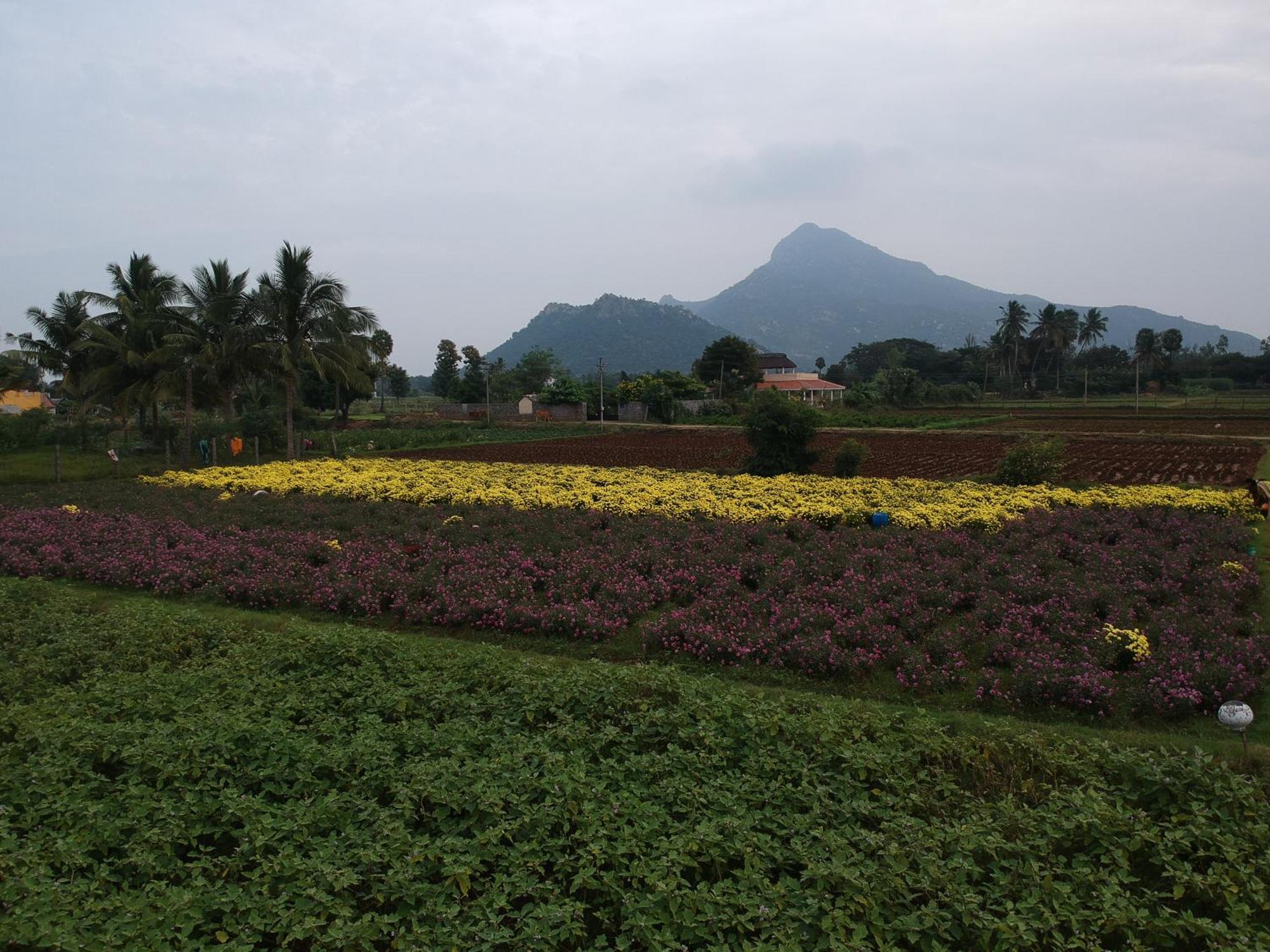 Rpm Home Stay Tiruvannāmalai Zewnętrze zdjęcie